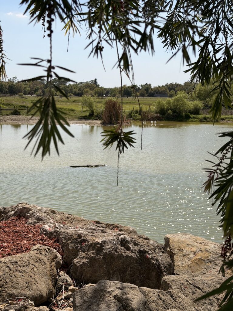 A gator floating along the 40+ ft deep pond at the hollow